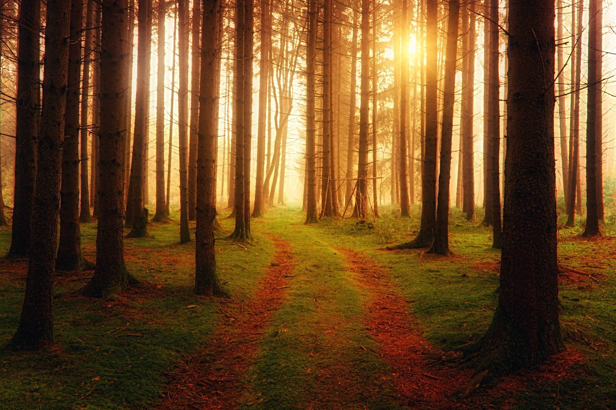 Un sentier de forêt baigné par la lumière dorée du soleil levant entre les arbres