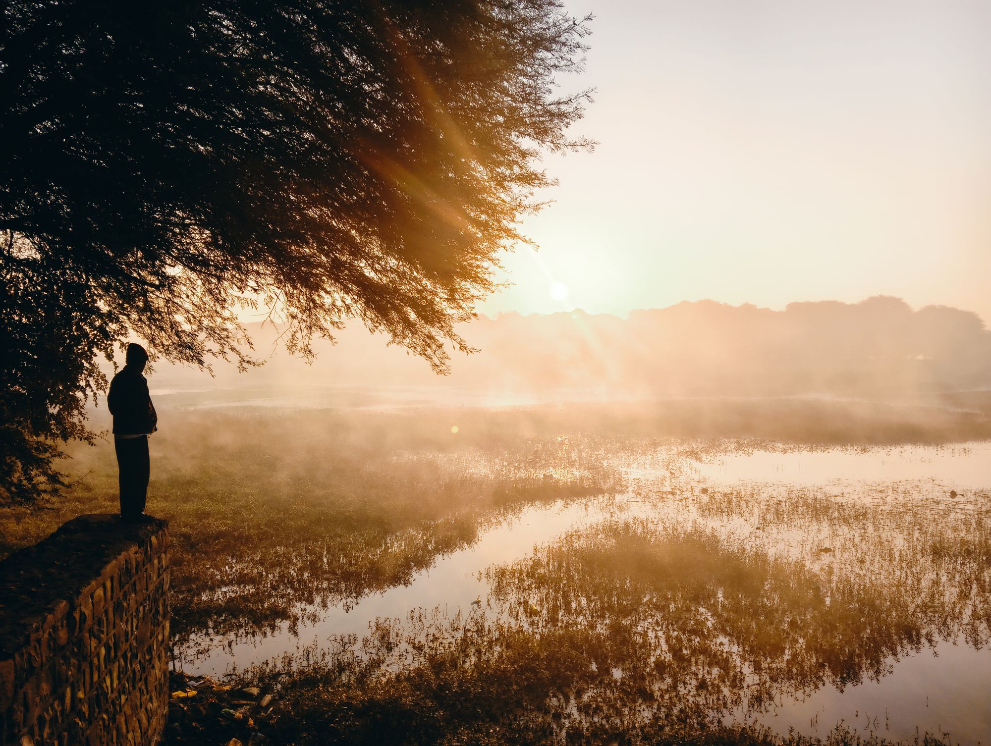Une silhouette se tient au bord d'un plan d'eau, sous un arbre, dans la brume dorée du lever du soleil