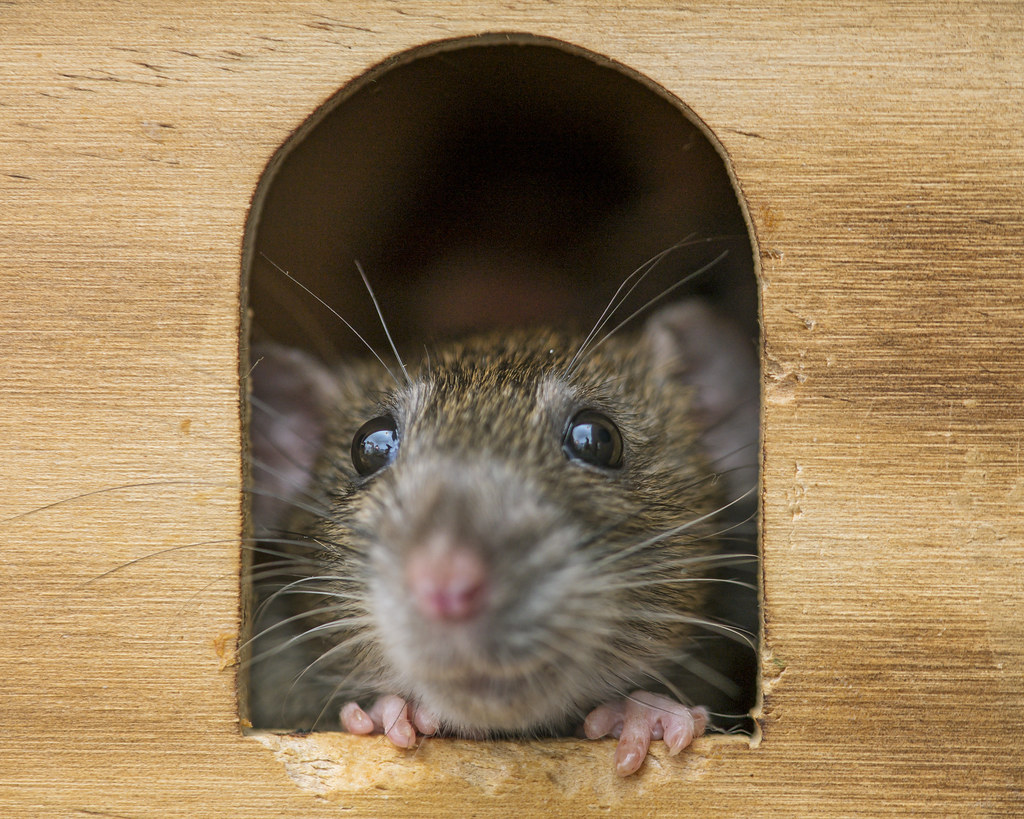 Figure: Don't go down rat holes