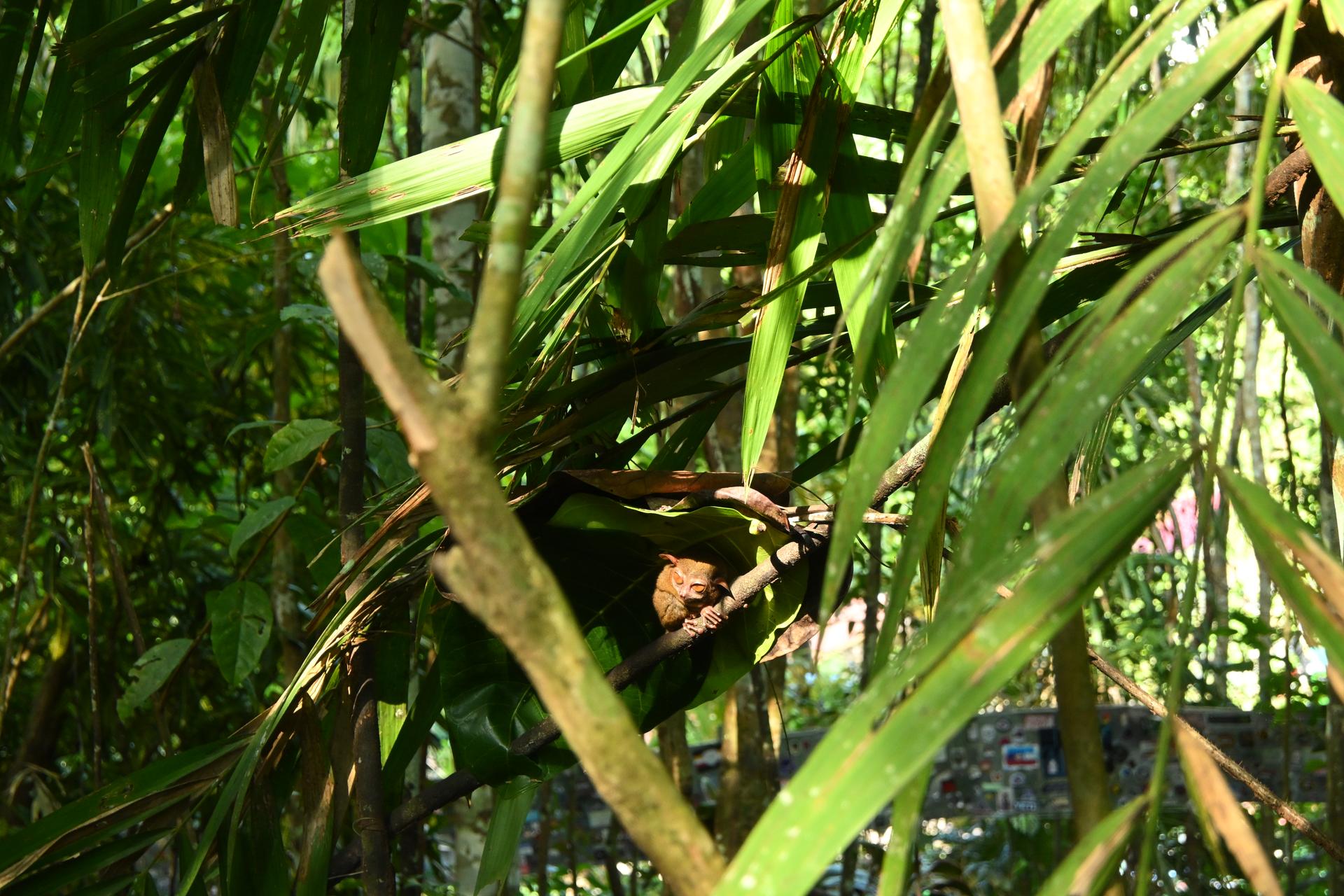Bohol
