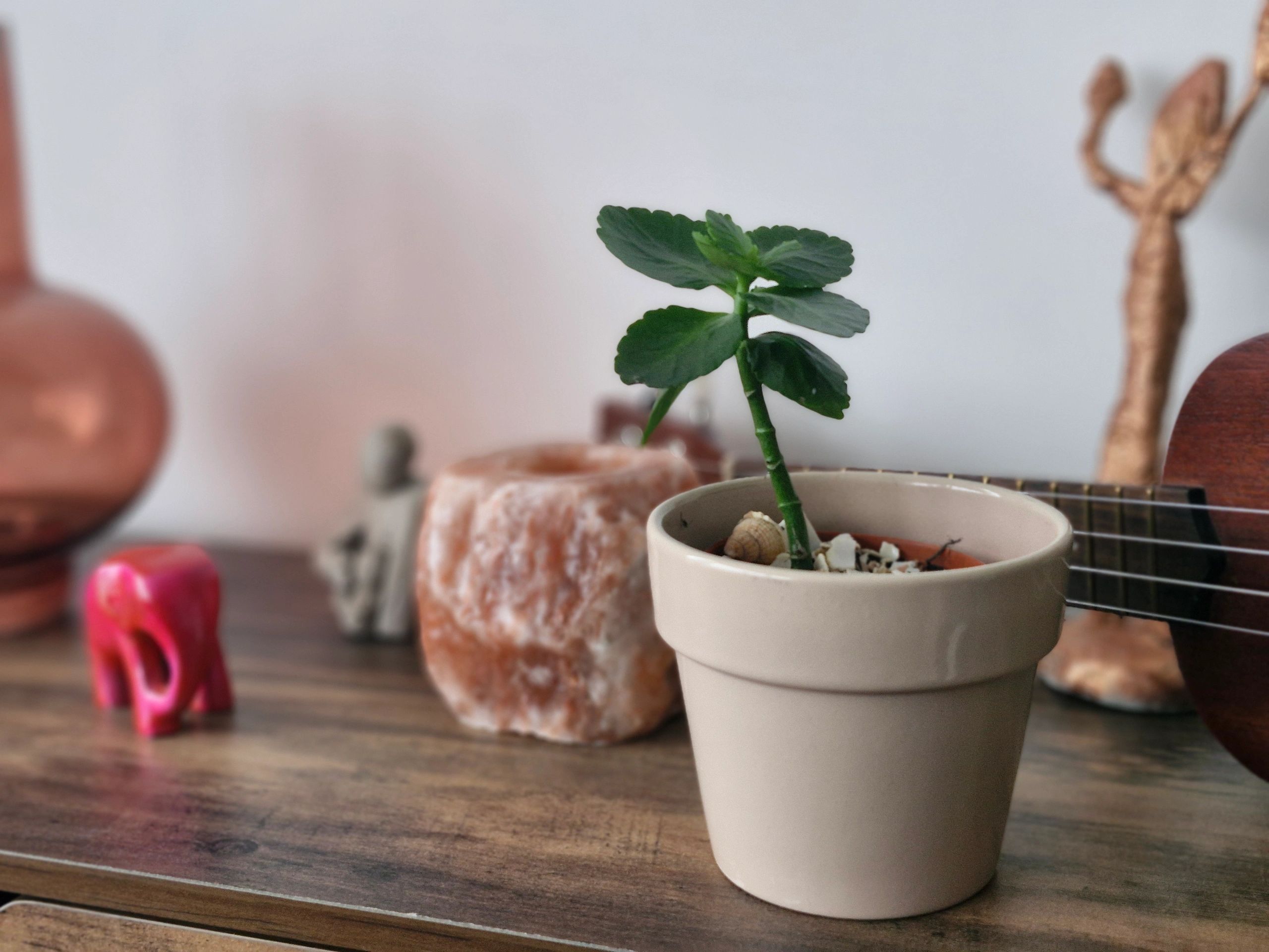 A small potted plant