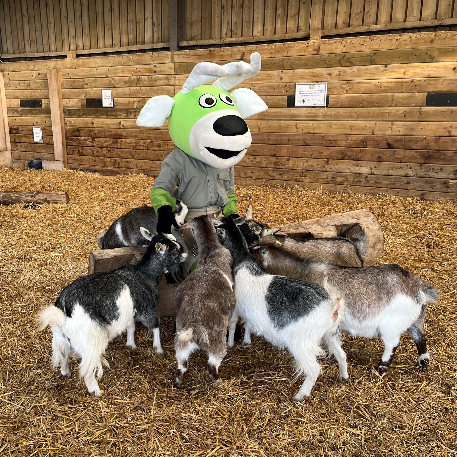 Goats at World of country life