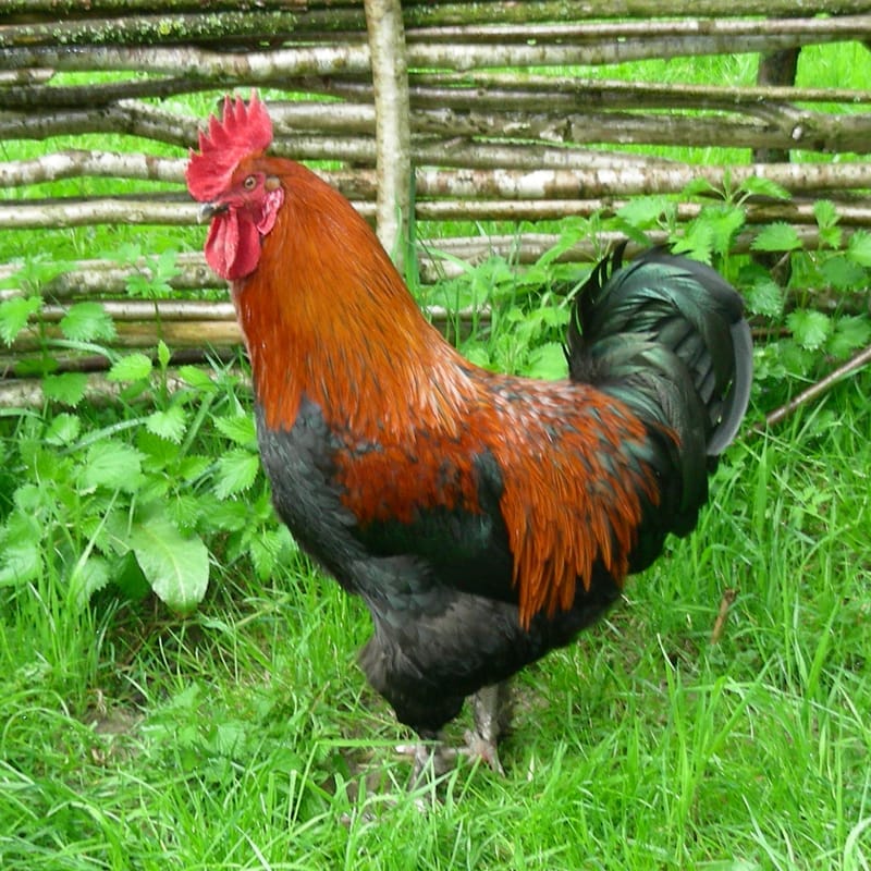 UOVA