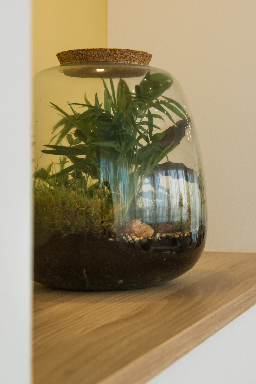 Glass terrarium with green plants displayed in an illuminated wall niche