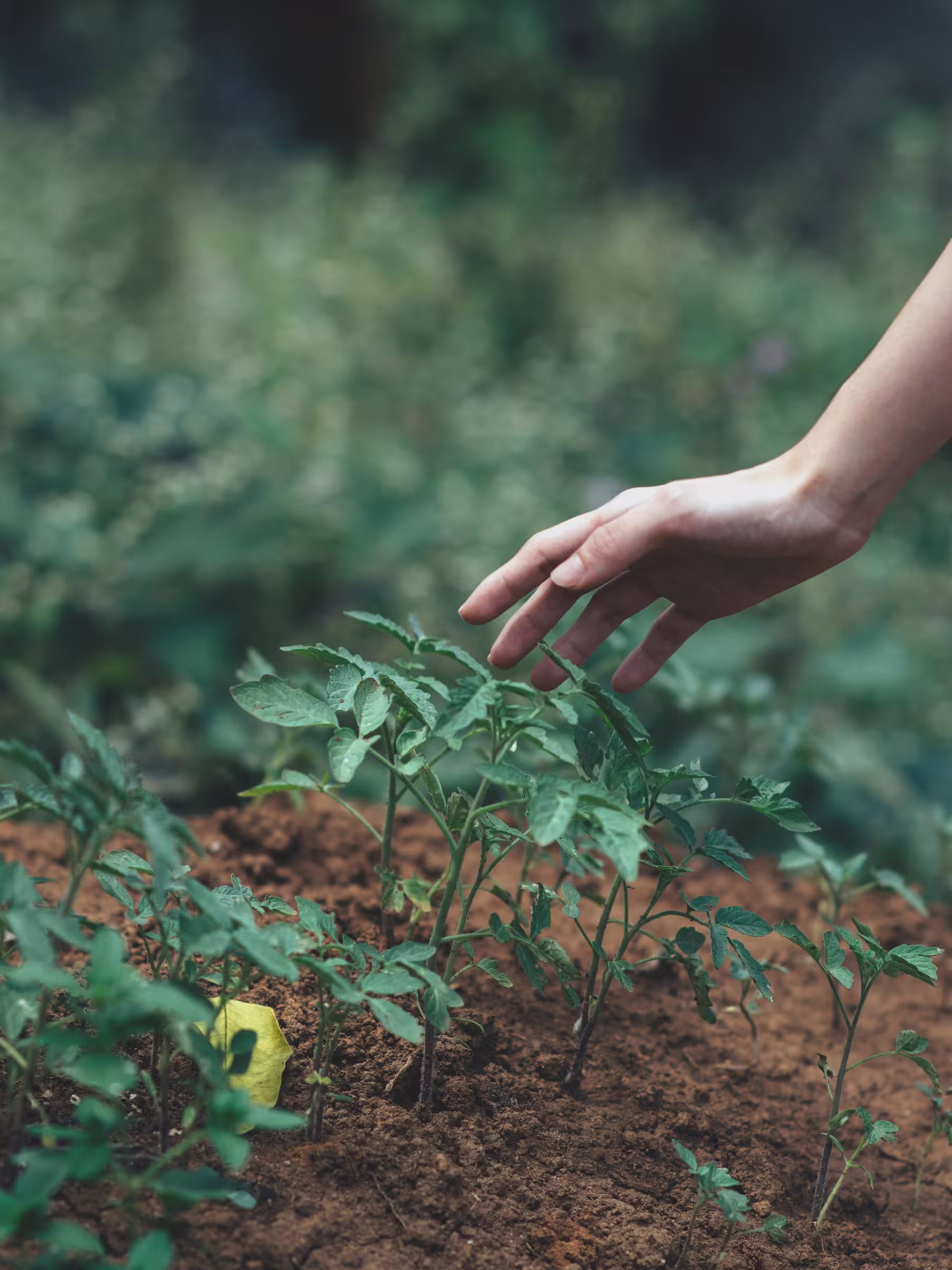 Community garden program