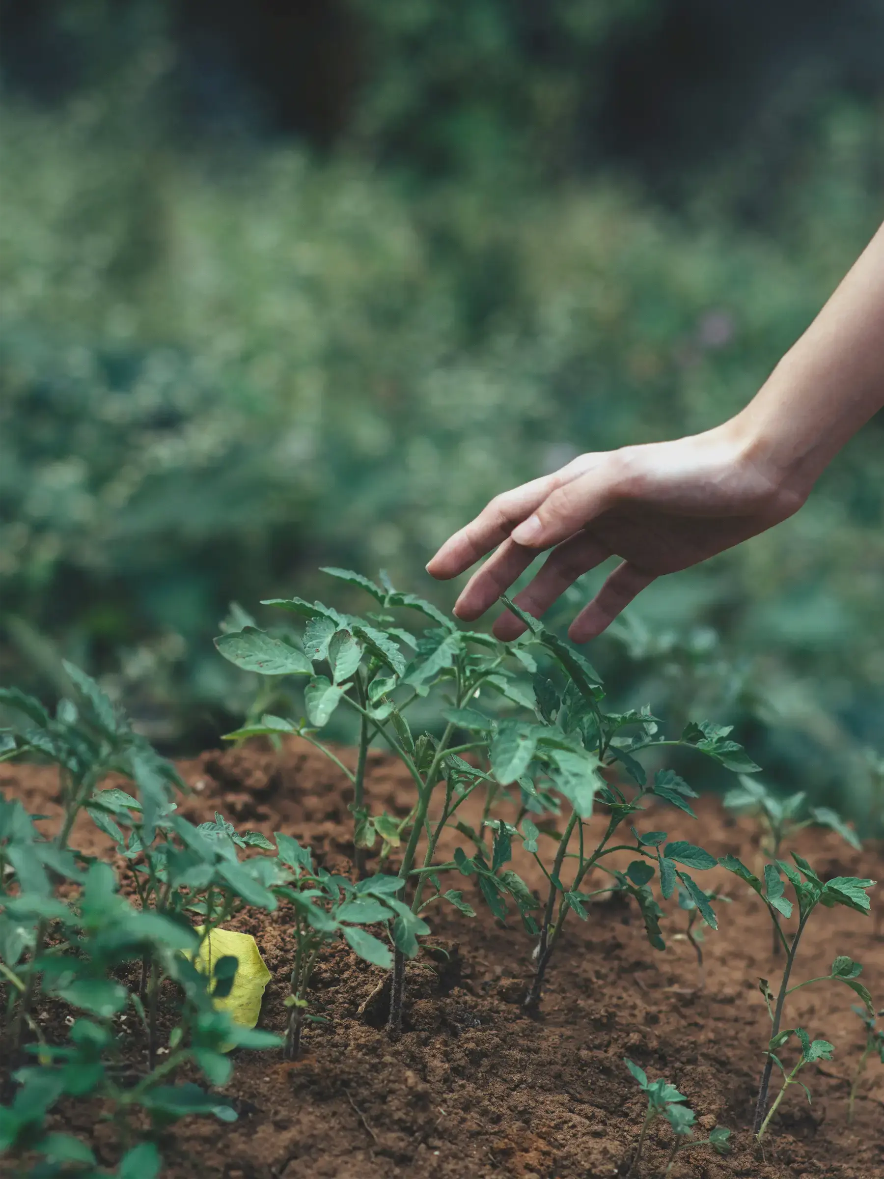 Community garden program