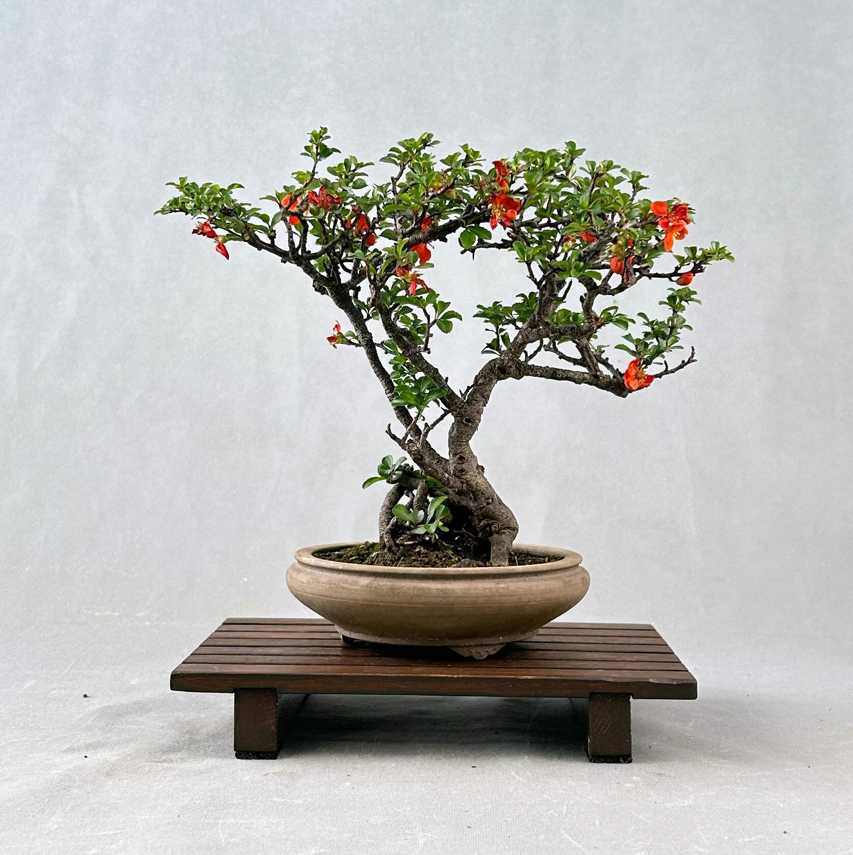 Chaenomeles Chojubai