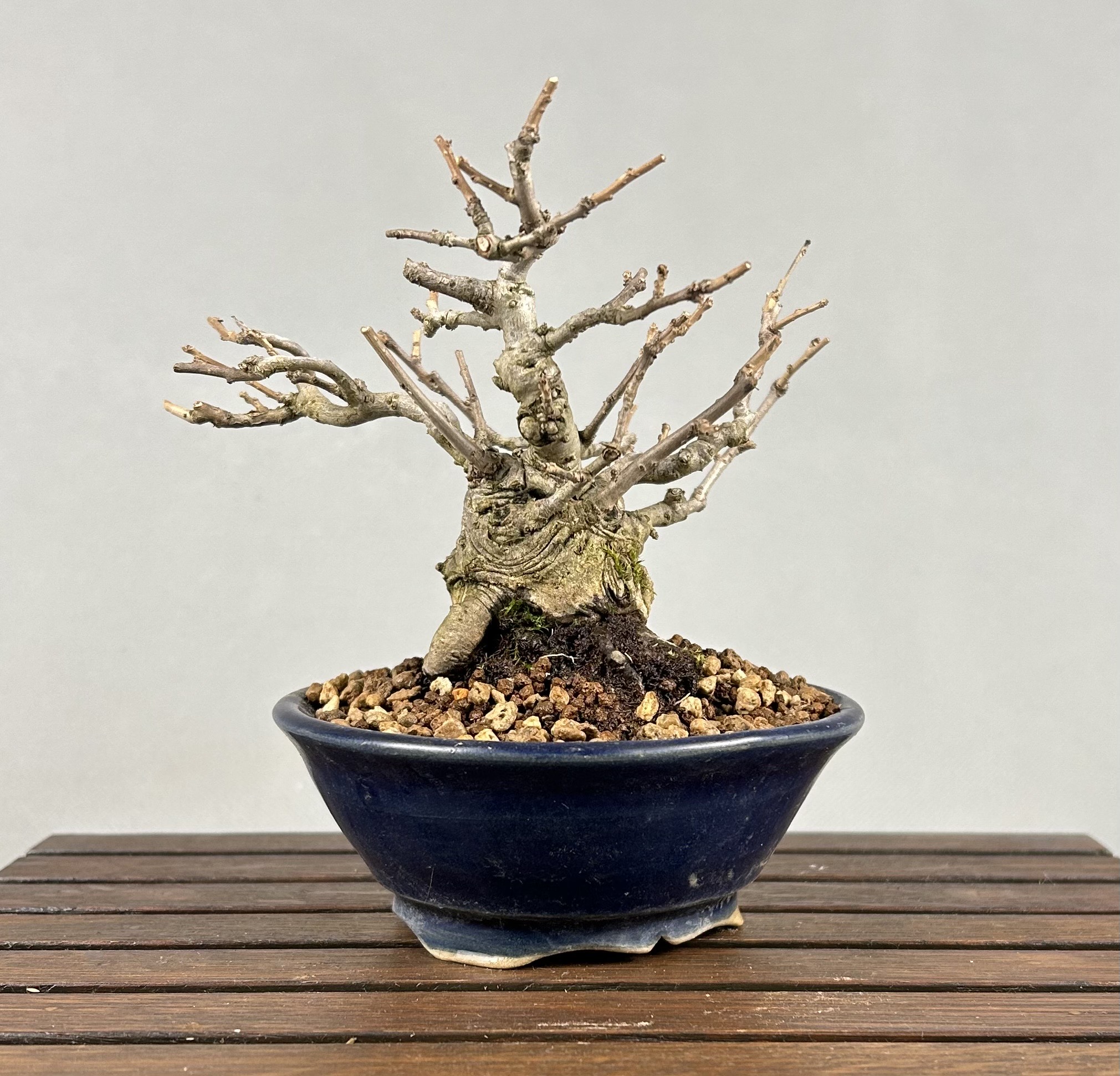 Ilex Serrata