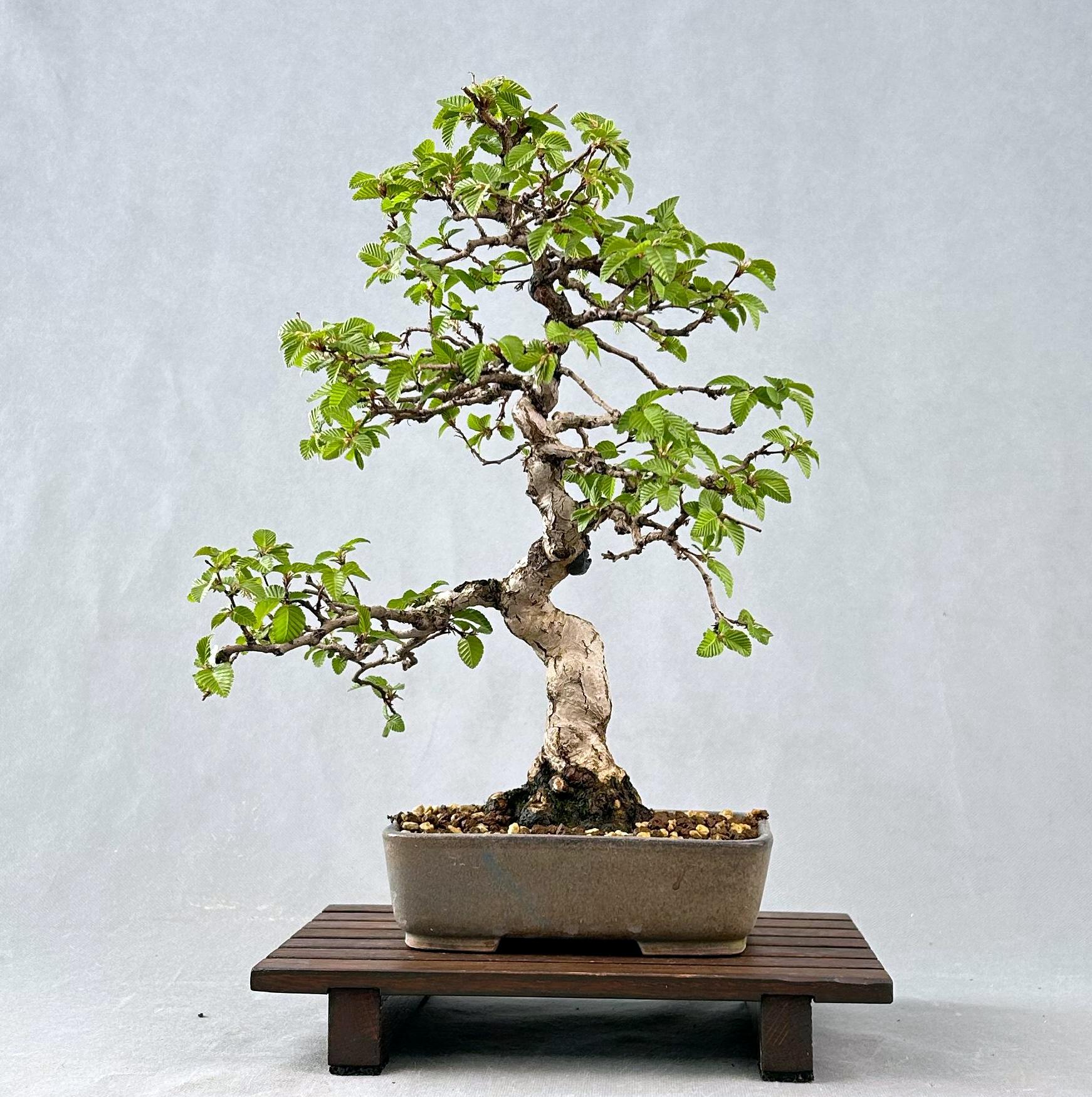 Carpe coreano