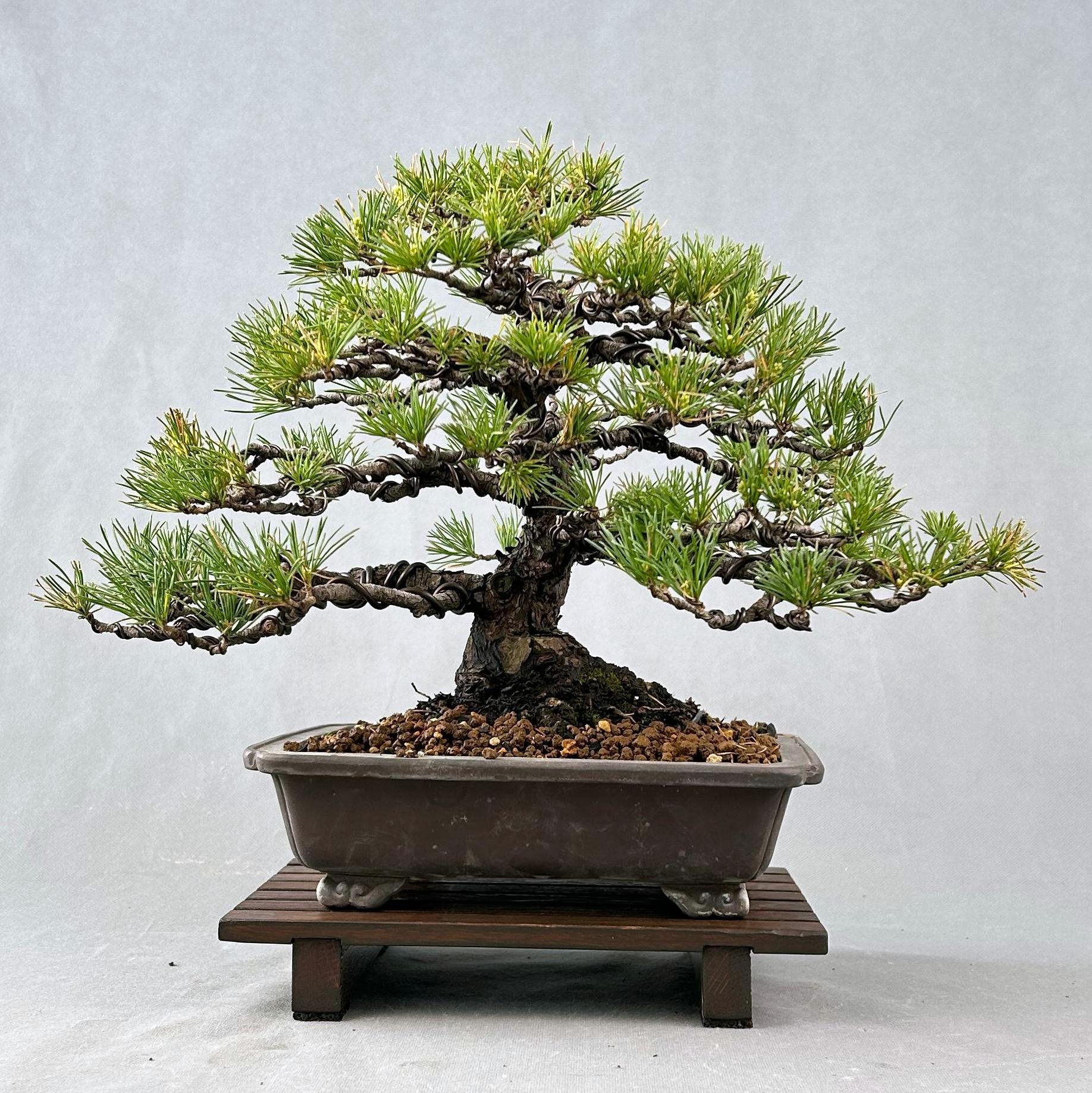 Pino Pentaphylla