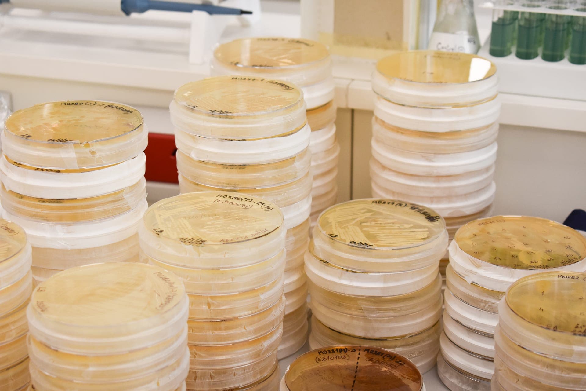 Placas de Petri apiladas y etiquetadas en el laboratorio de Elytron