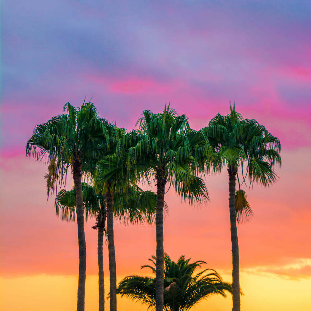 Photo of palm trees at sunset by Adam Birkett - unsplash.com/photos/75EFpyXu3Wg