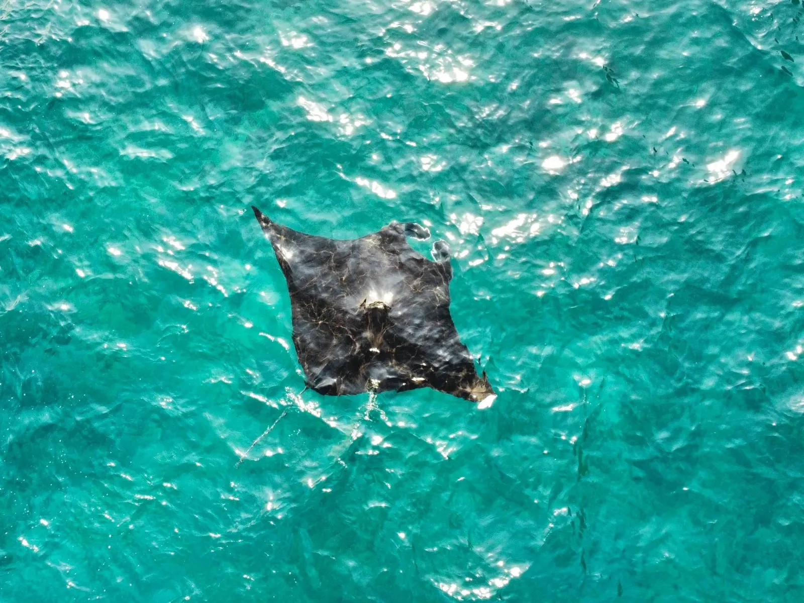 Raie manta vue du ciel, à la surface d'une eau turquoise