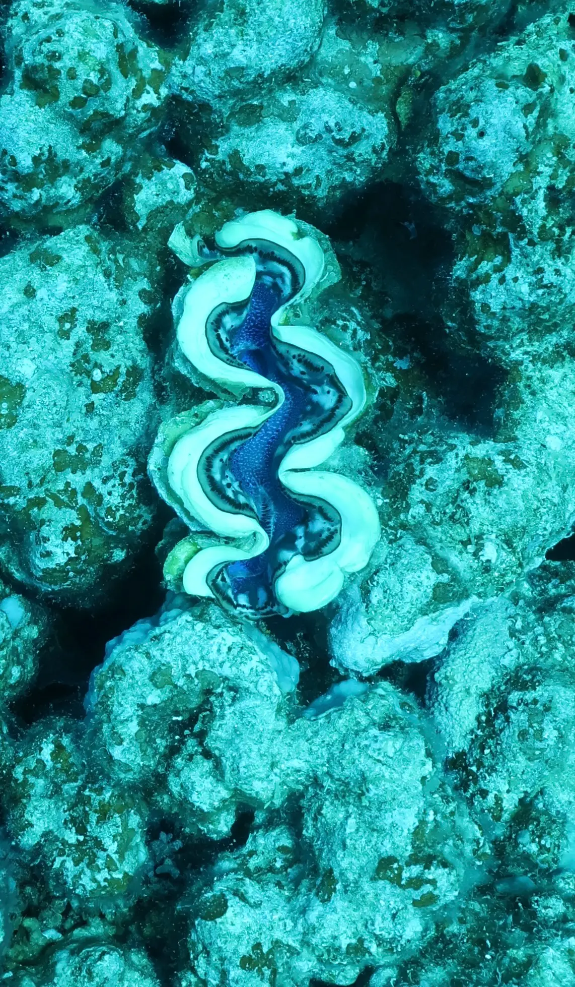 Manteau bleu et vert d'un bénitier