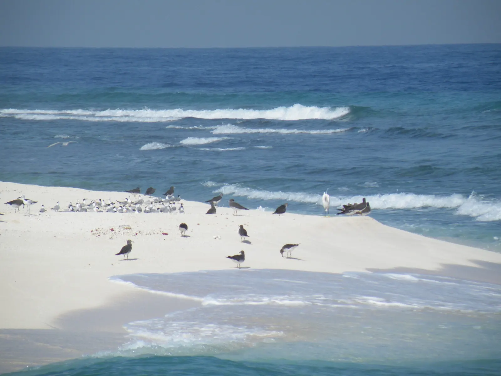Plage de sable et oiseaux sur une île des Farasan