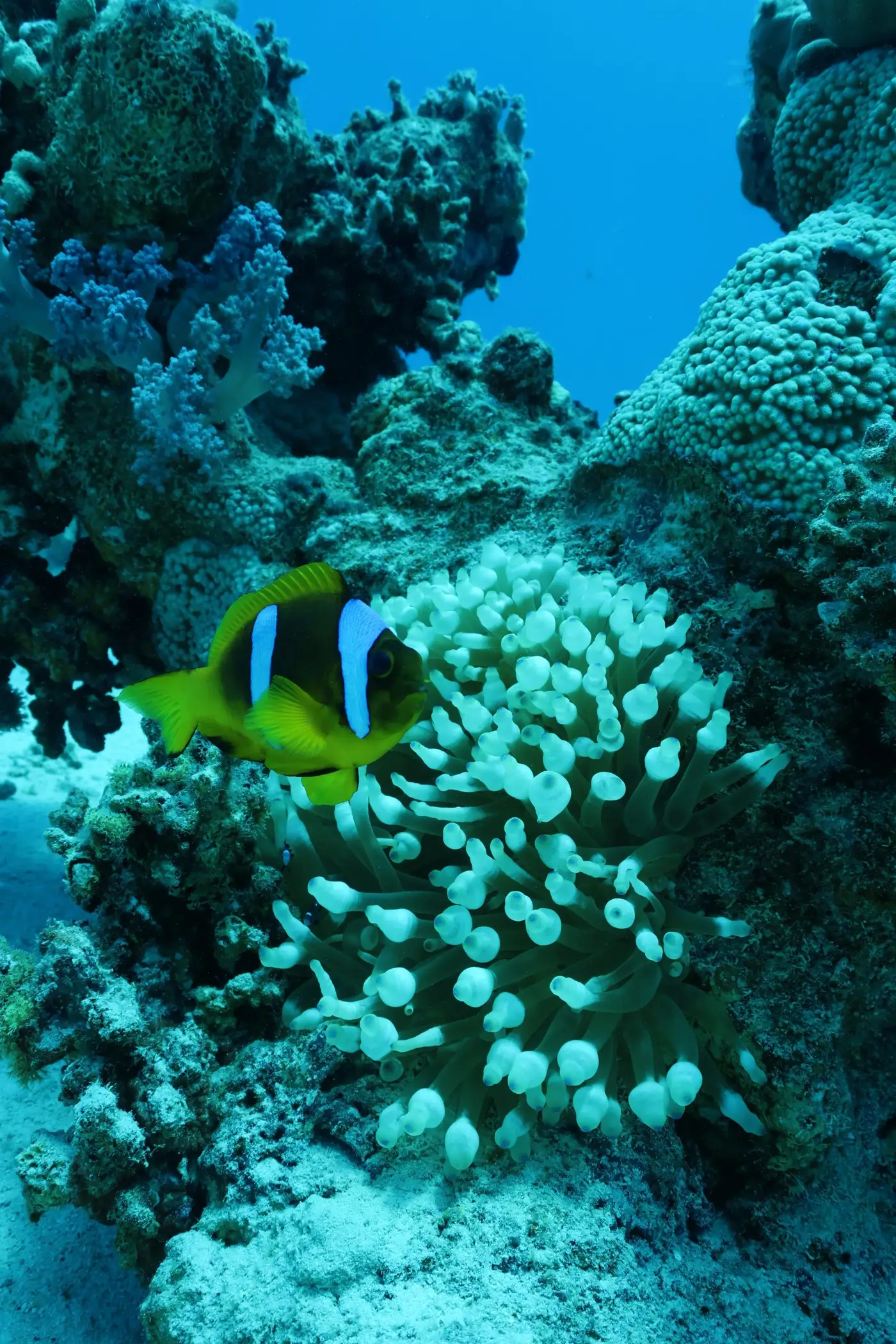 Poisson-clown dans son anémone sur le récif