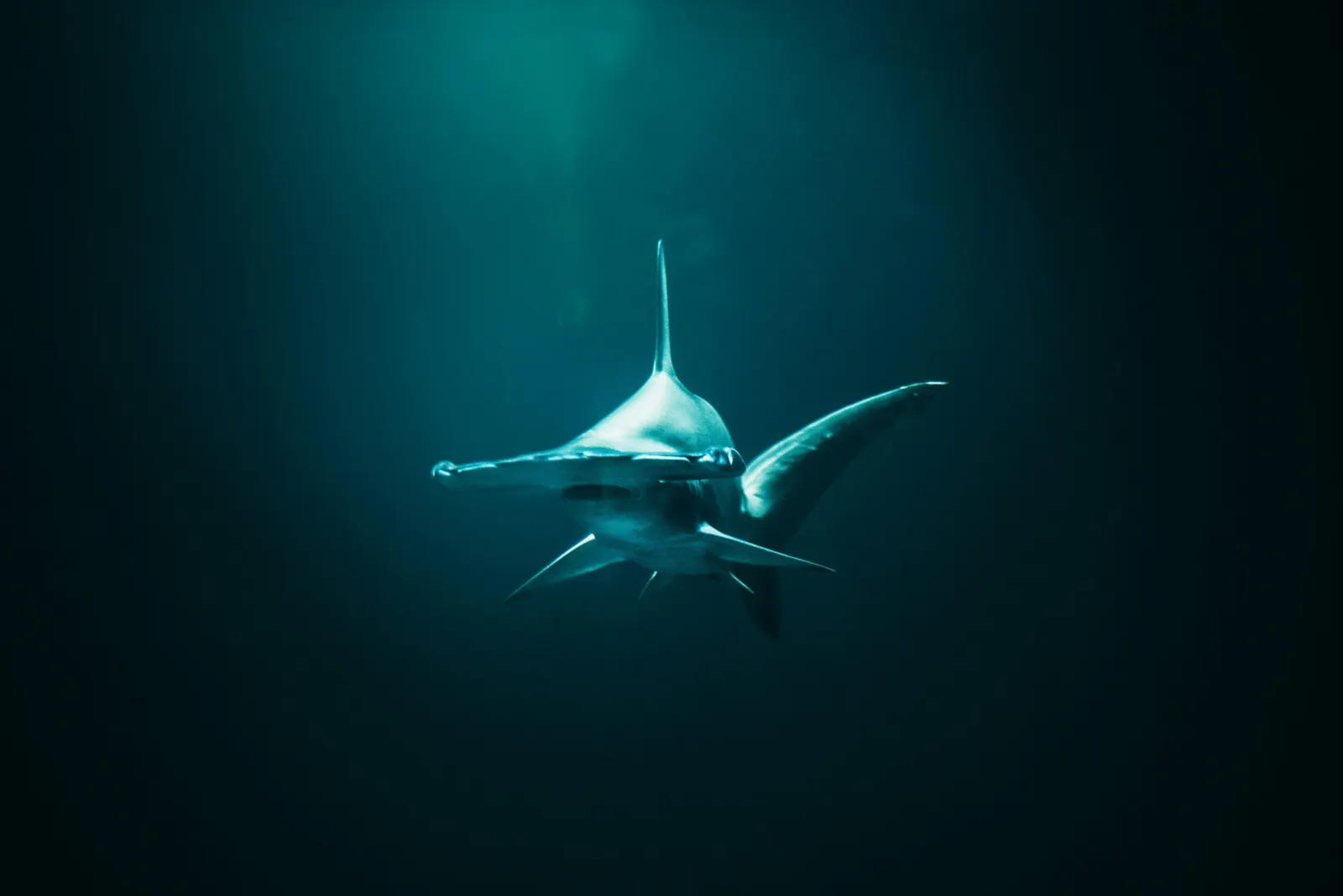 Requin-marteau dans l'eau sombre, vu de dessous
