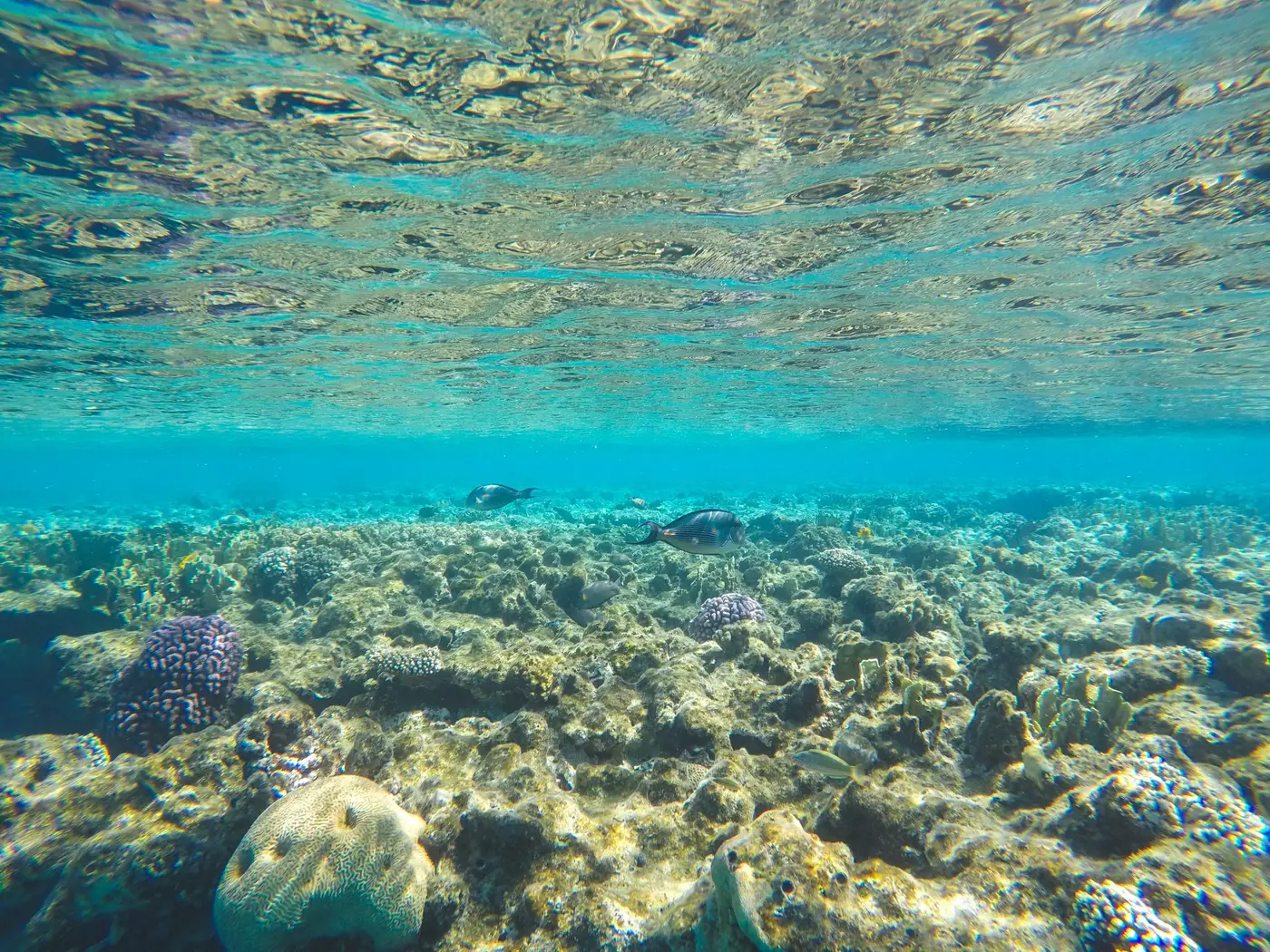 Récif peu profond vu juste sous la surface