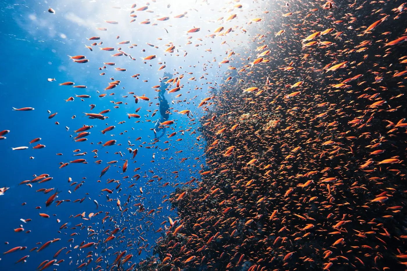 Plongeur au bord d'un tombant couvert de corail et d'anthias