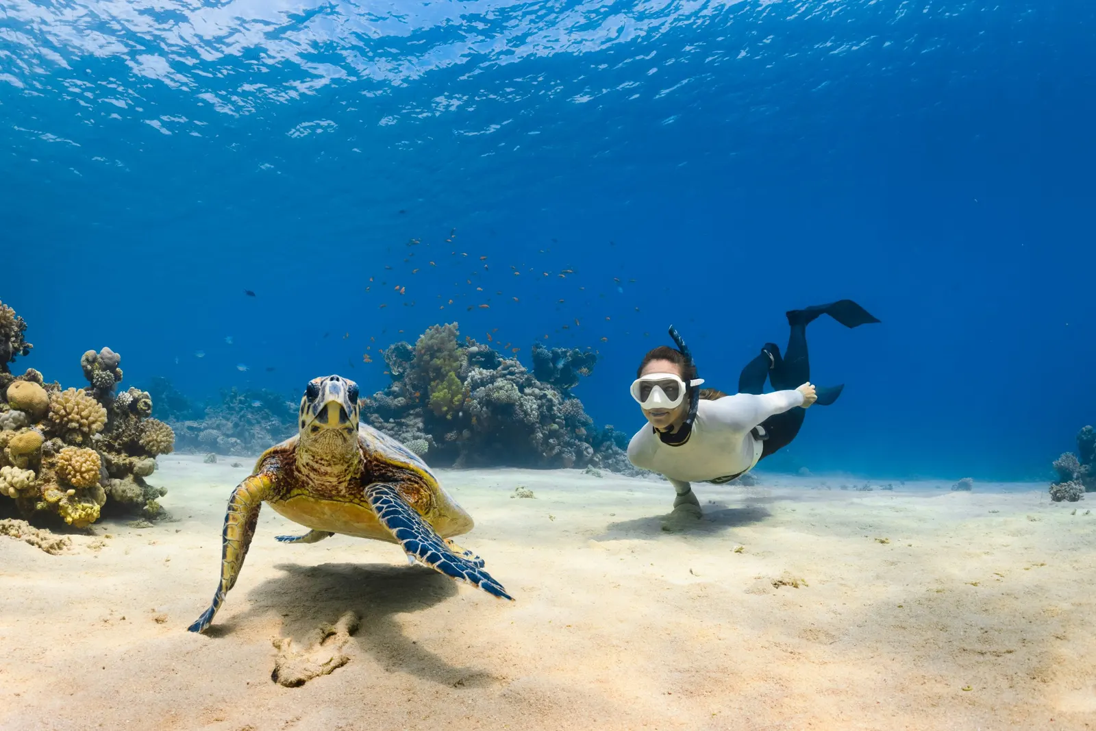 Tortue sur le sable à côté d'un plongeur en apnée