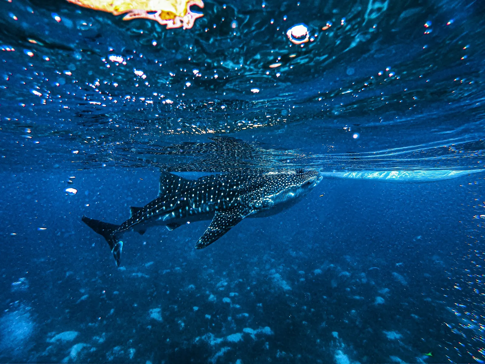 Requin-baleine sous la surface, atoll d'Ari