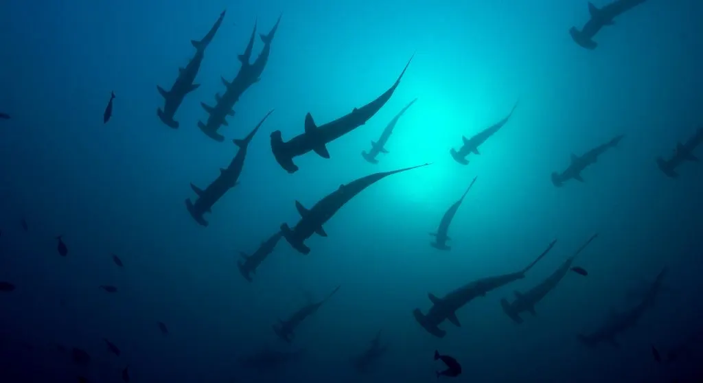 Banc de requins-marteaux vu du dessous, dans l’eau bleue