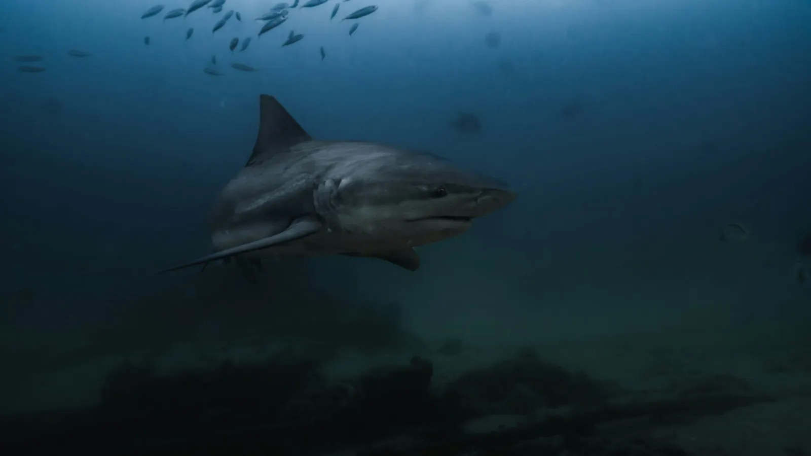 Requin bouledogue au-dessus du récif, Mexique