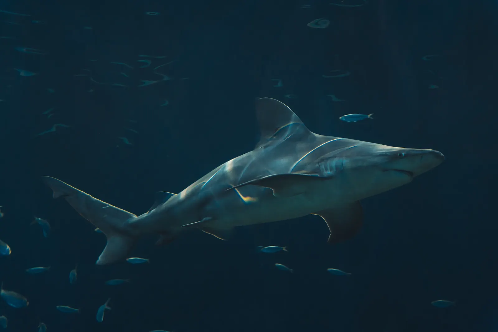 Requin-bouledogue dans une eau sombre