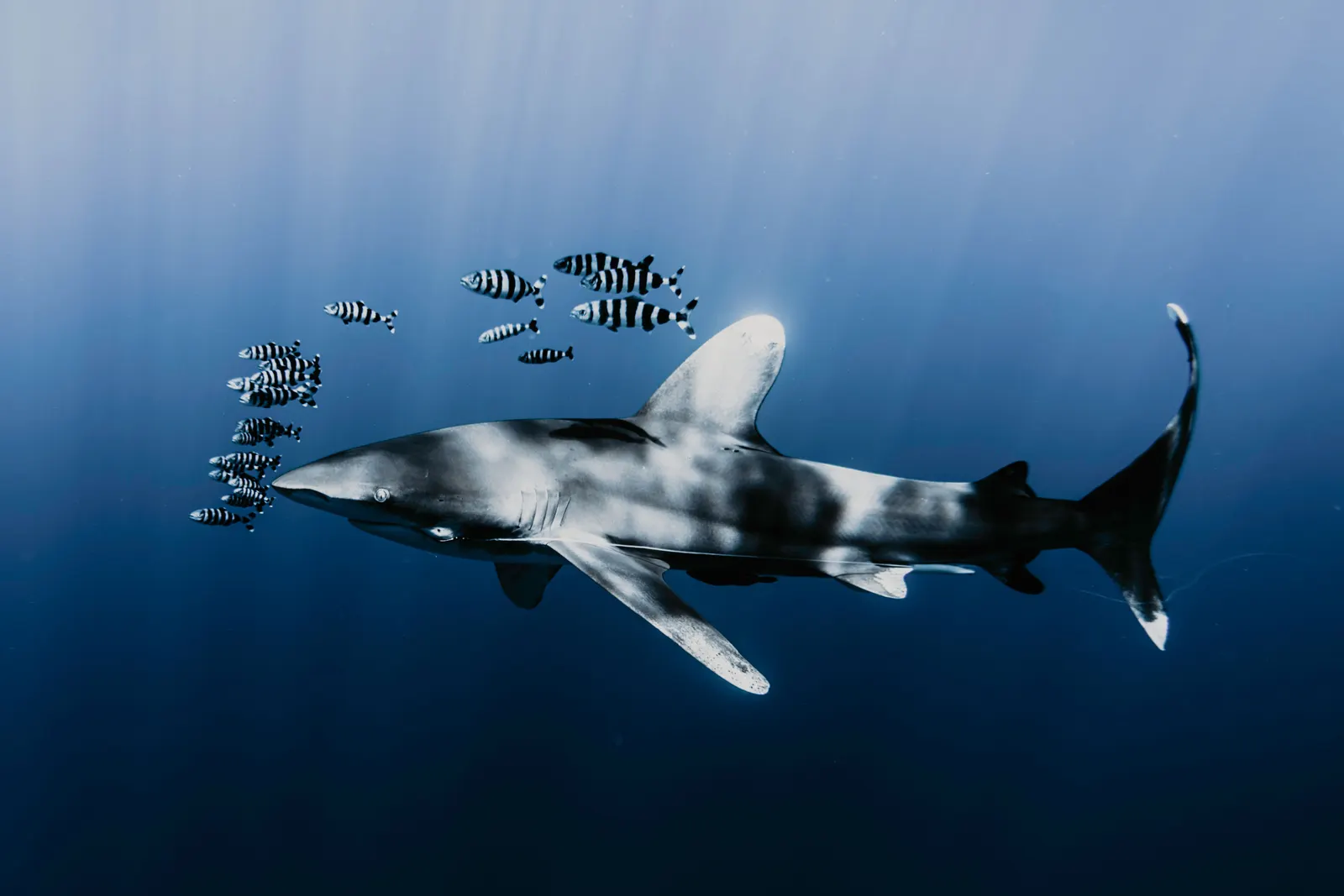 Requin longimane accompagné de poissons pilotes, mer Rouge