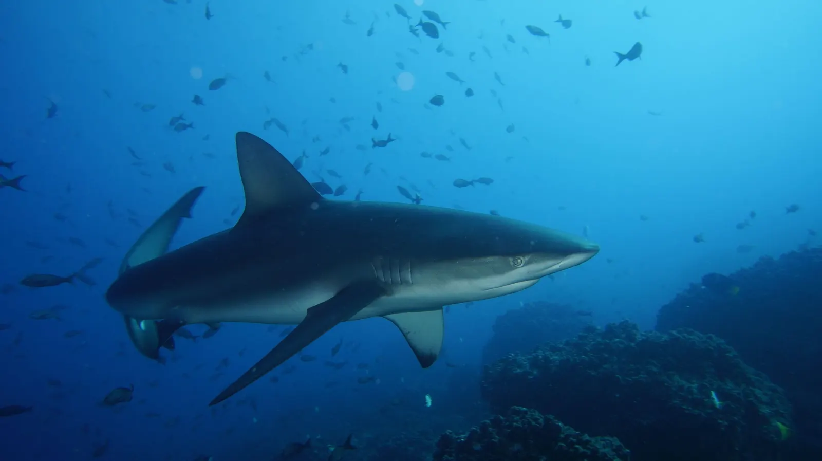 Requin gris de récif au-dessus du récif, mer Rouge