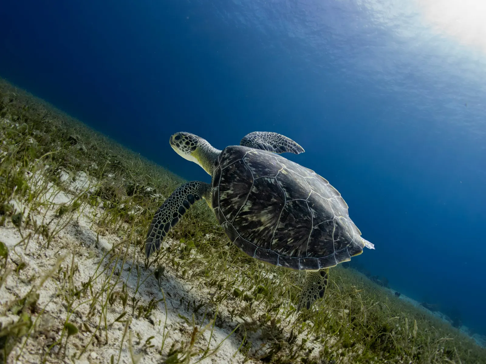 Tortue verte au-dessus d’un fond d’herbiers