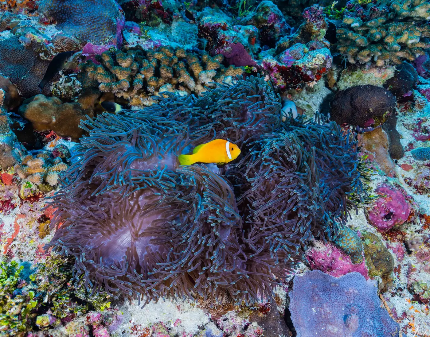 Poisson-clown orange dans son anémone