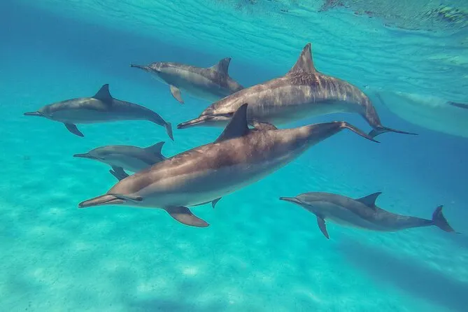 Dauphins dans le lagon de Sataya, mer Rouge
