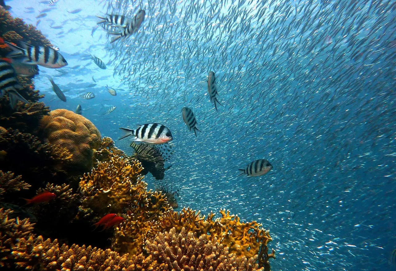 Banc de poissons sur un récif corallien de la mer Rouge