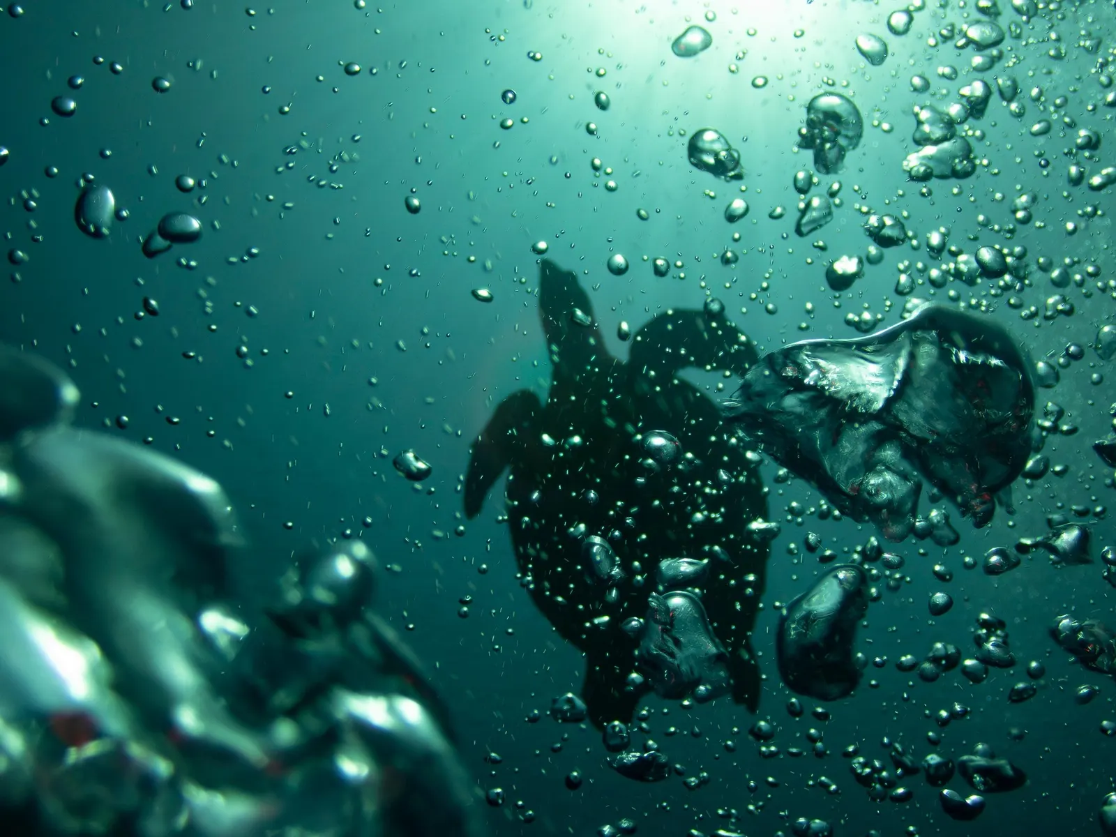 Tortue au milieu des bulles