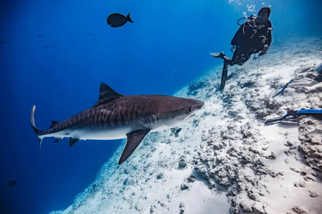 Plongeur au-dessus d’un requin-tigre près du fond, Fuvahmulah