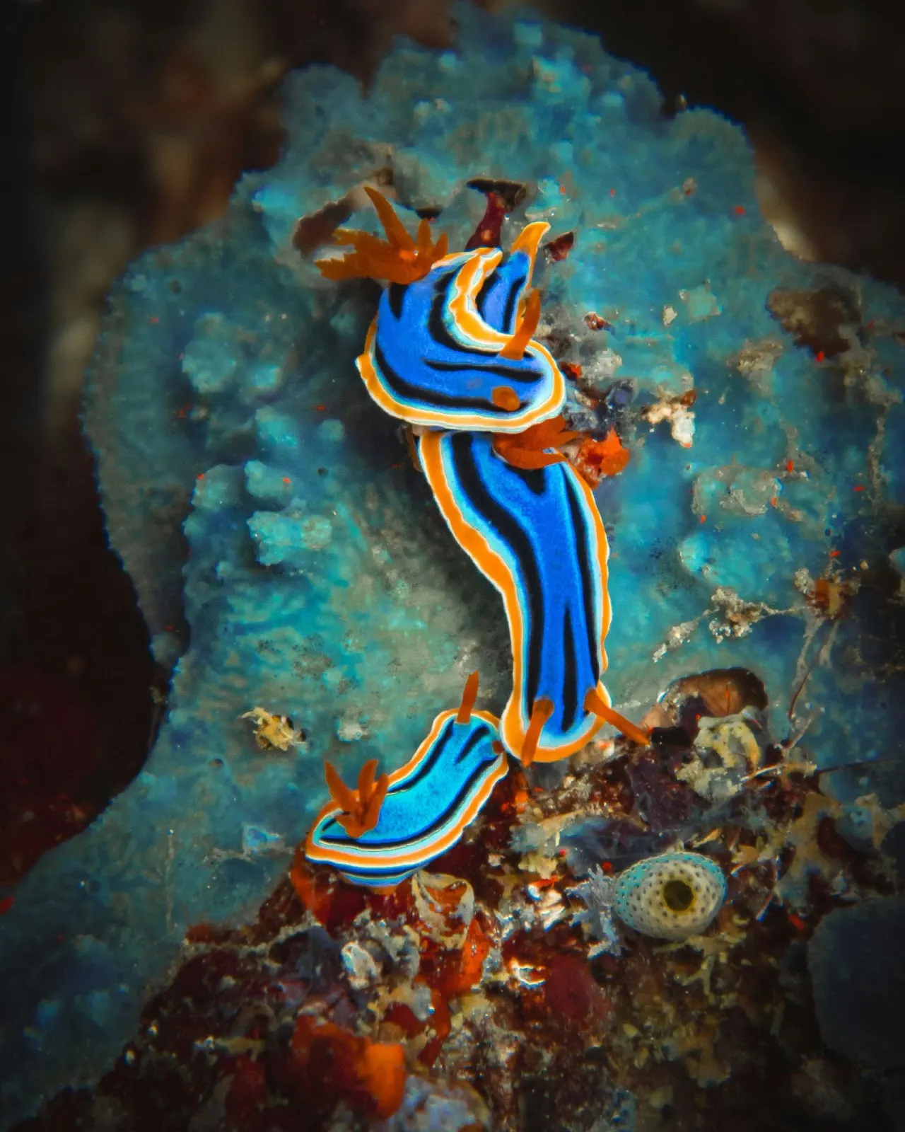 Nudibranche bleu et orange sur le récif