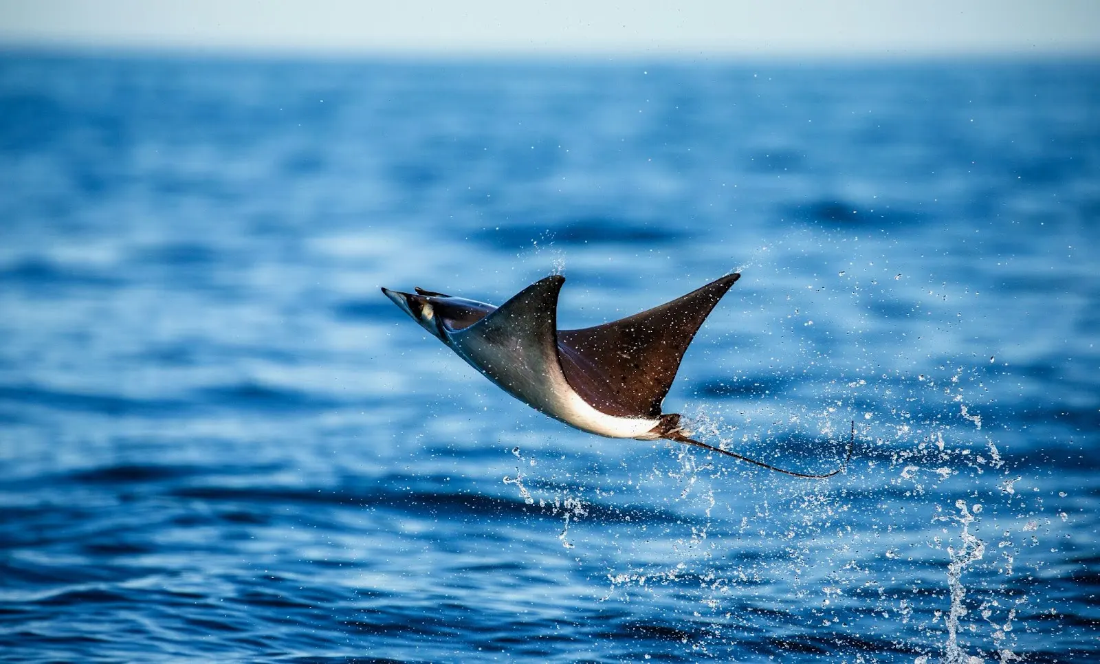Raie mobula qui saute hors de l'eau