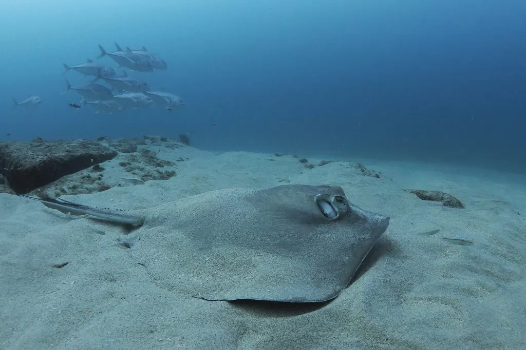 Raie sur le sable, mer de Cortez