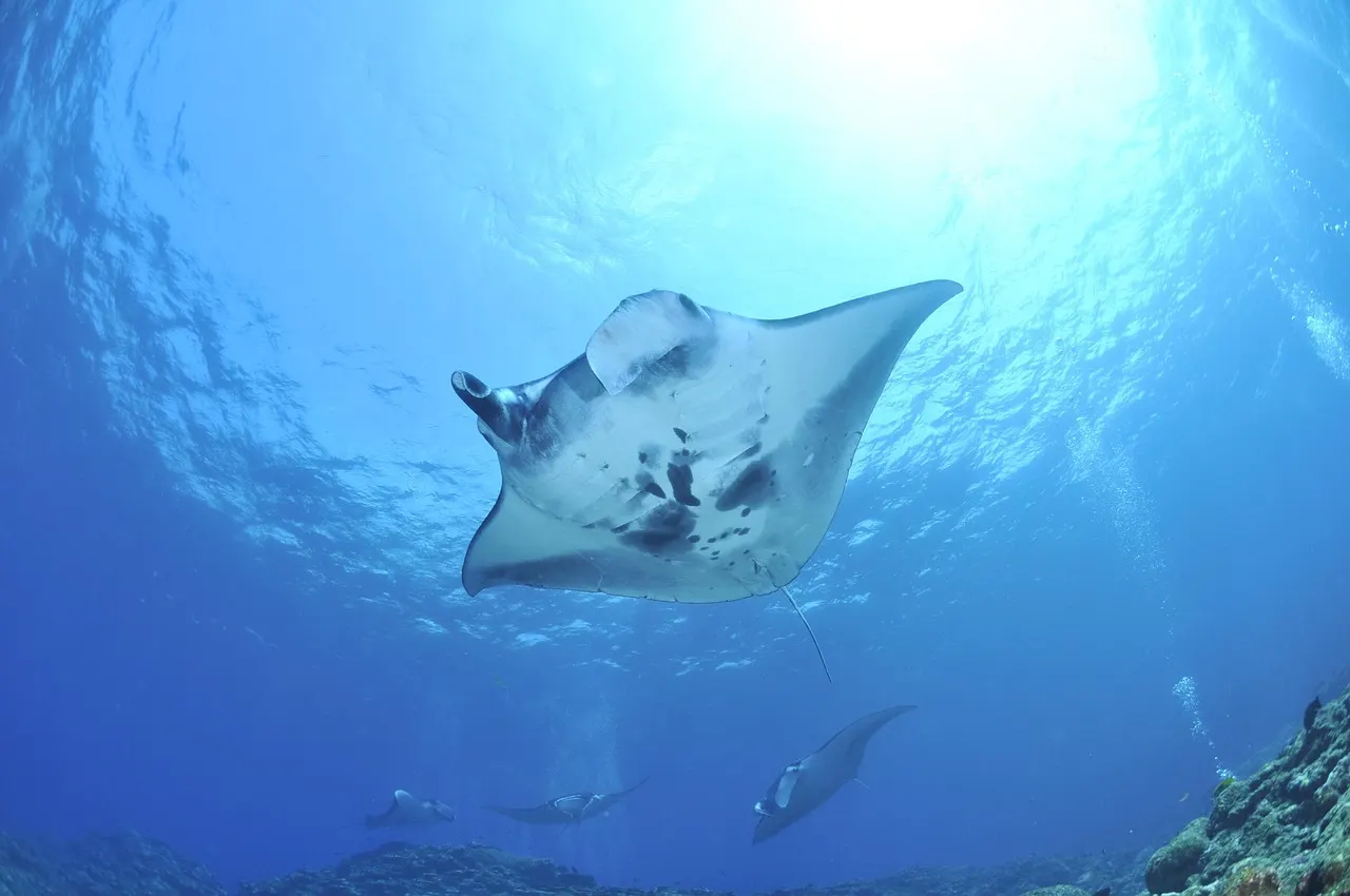 Raie manta vue de dessous, près de la surface