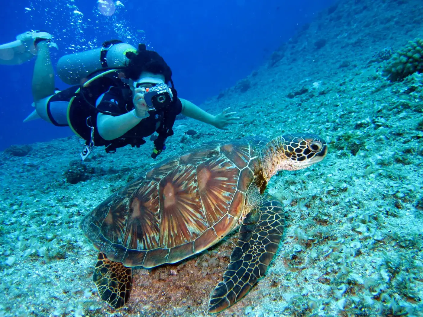 Plongeur et tortue verte sur un récif