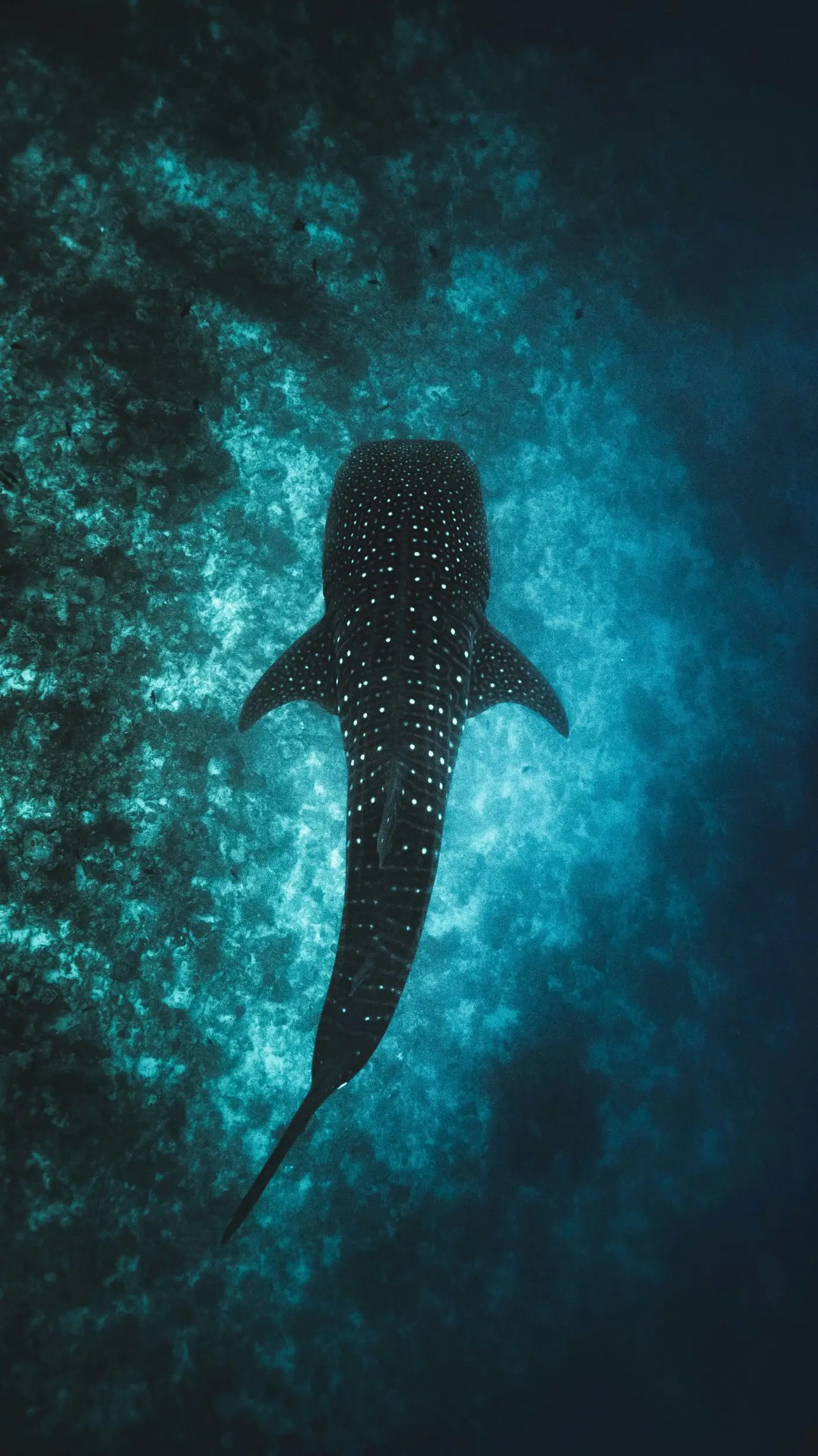 Requin-baleine vu de dessus au-dessus du récif