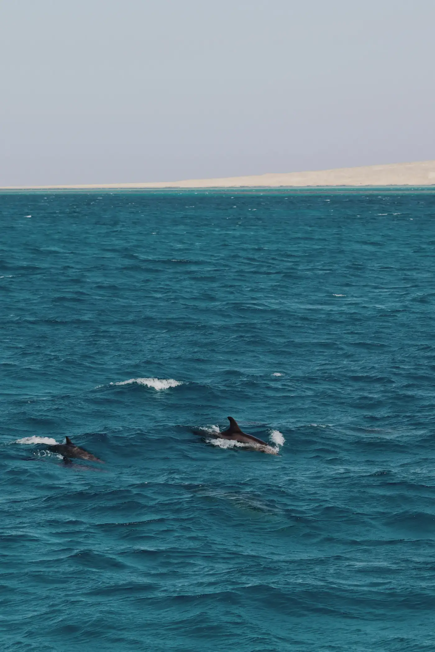 Dauphins à la surface du lagon, vus du bateau