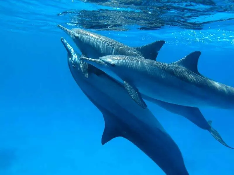 Deux dauphins sous l’eau