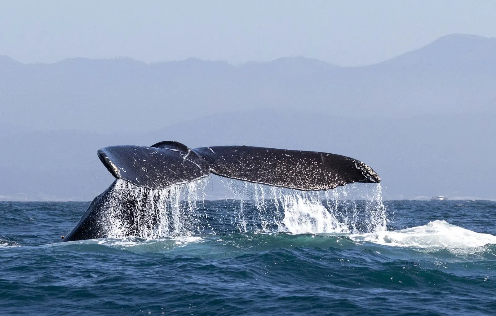 Queue de baleine à bosse hors de l'eau