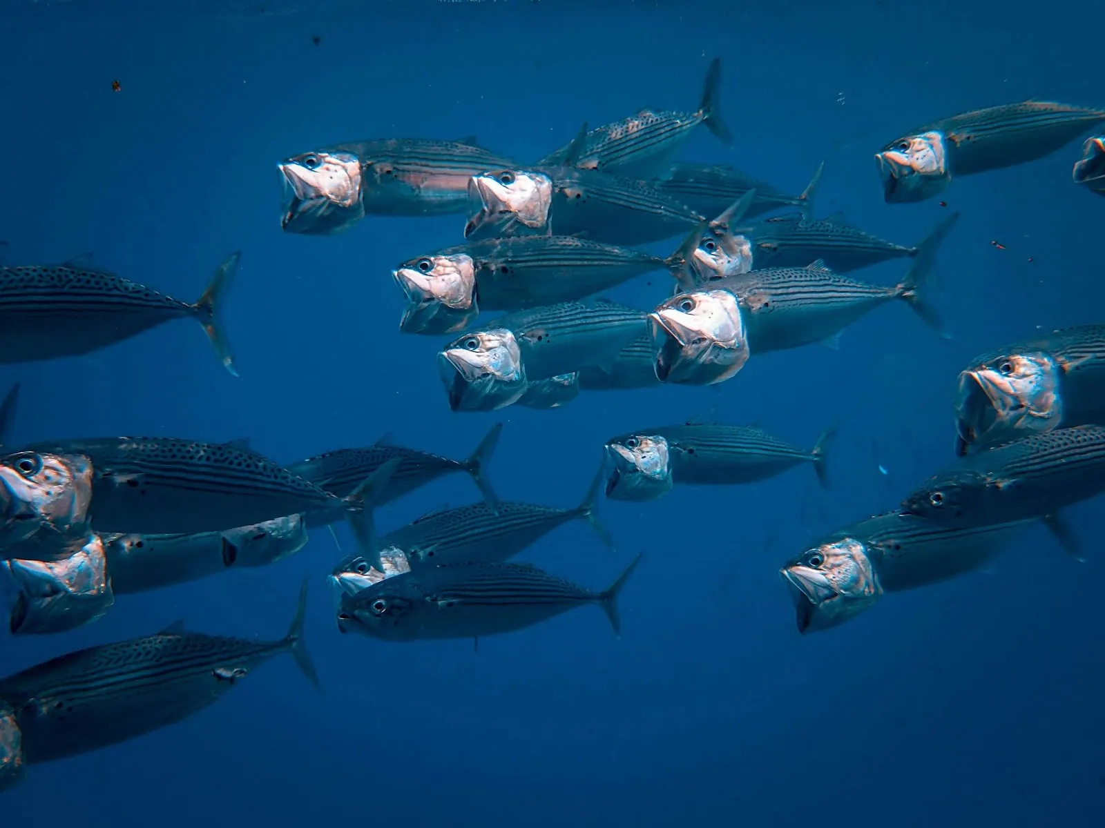 Banc de poissons pélagiques dans l'eau bleue
