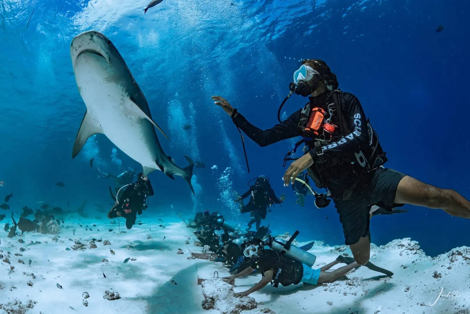 Guide de plongée à côté d’un requin-tigre au-dessus du sable