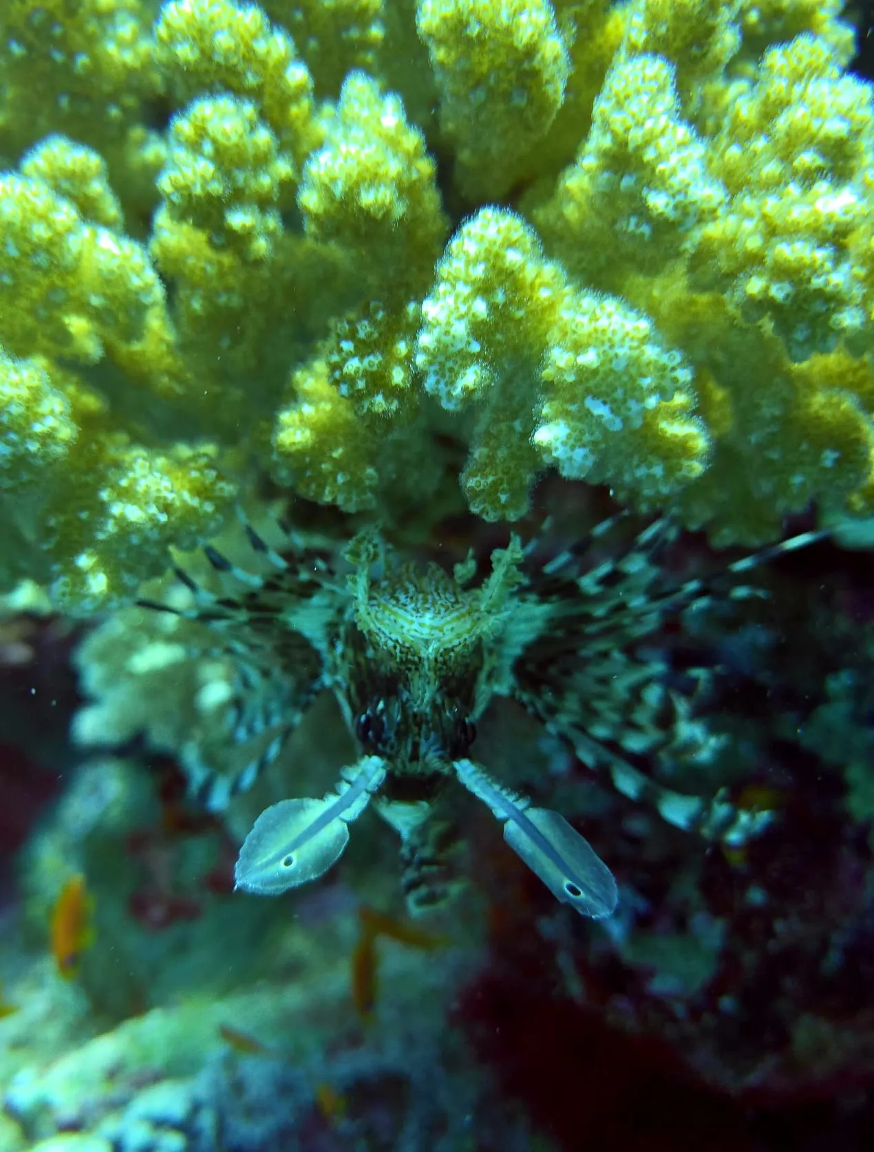 Coraux mous sur un récif de mer Rouge