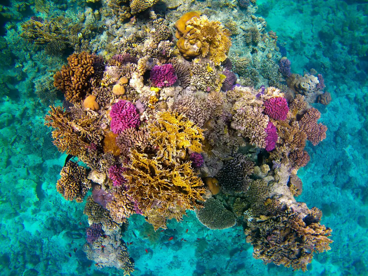 Récif corallien à Ras Mohammed, nord de la mer Rouge