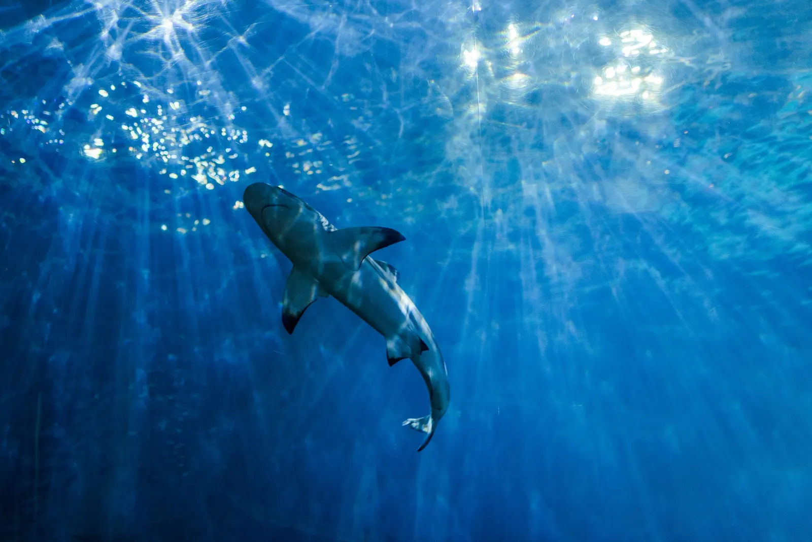 Requin gris de récif en mer Rouge, Égypte